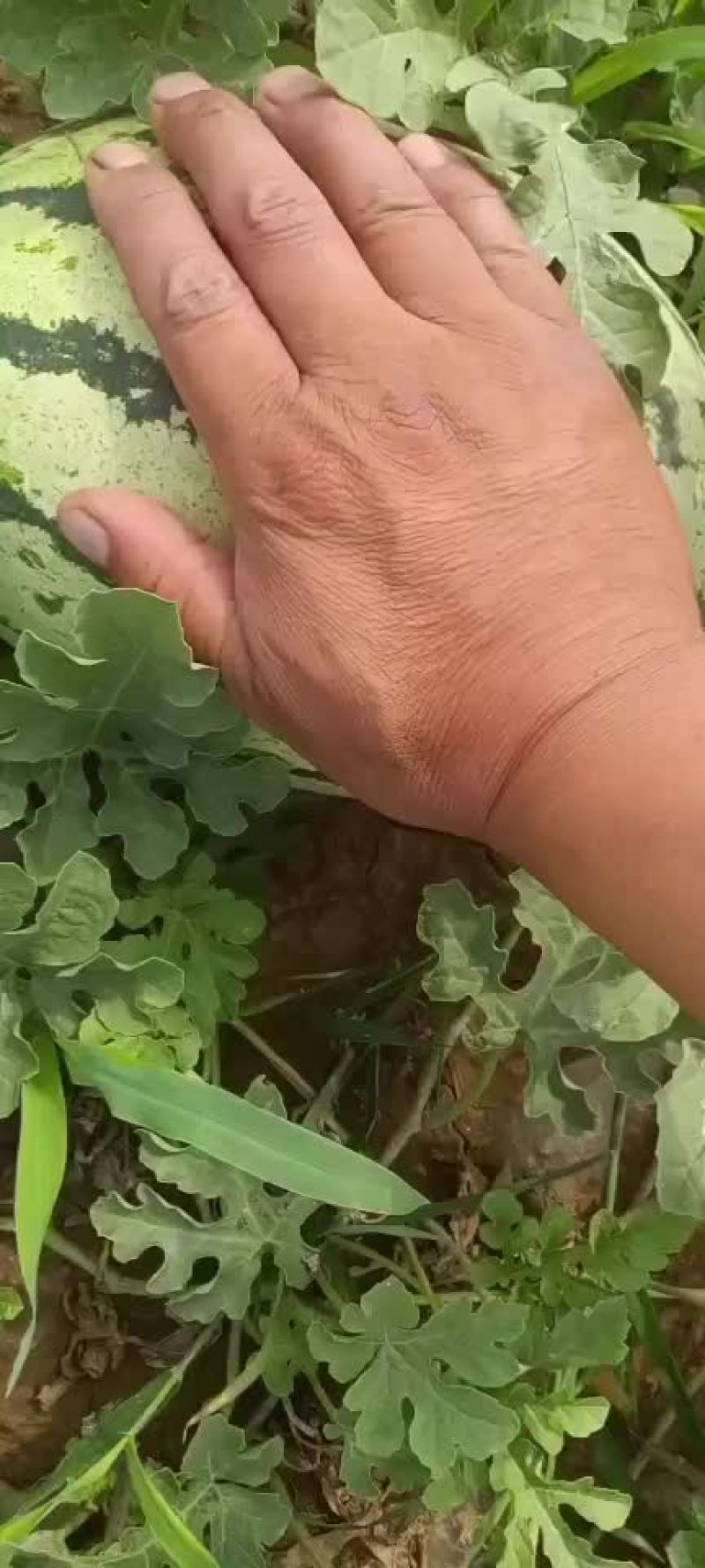 西瓜