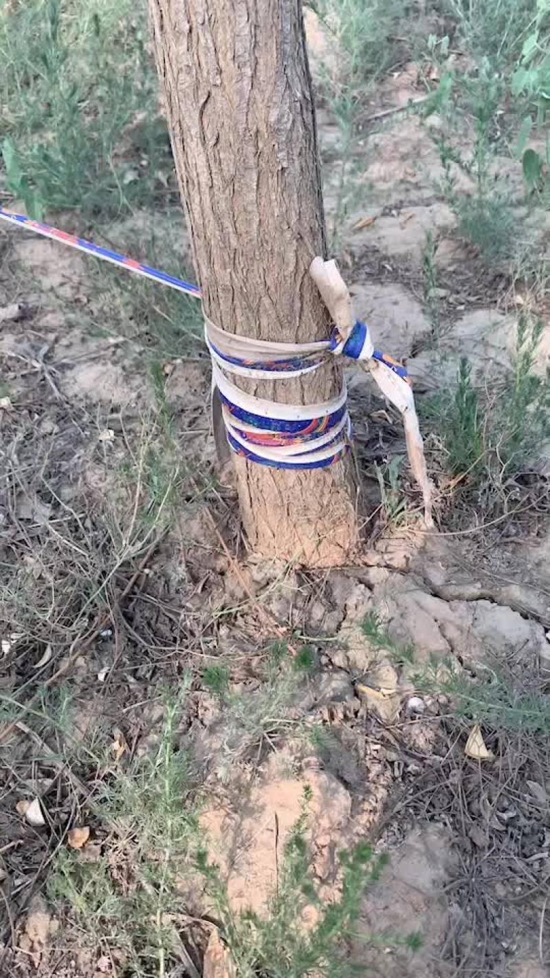 国槐，清地处理