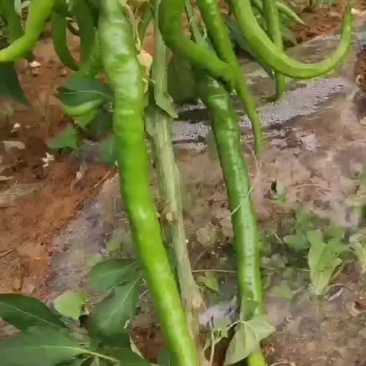 二荆条