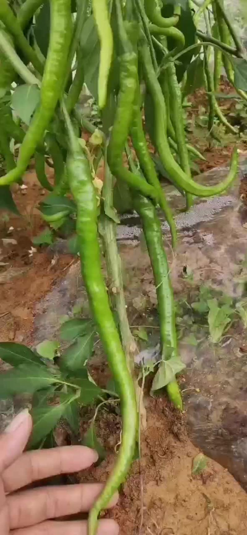 二荆条