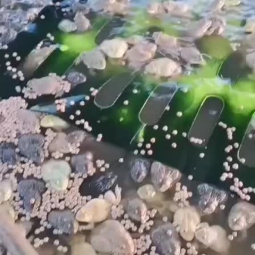 泰蛙