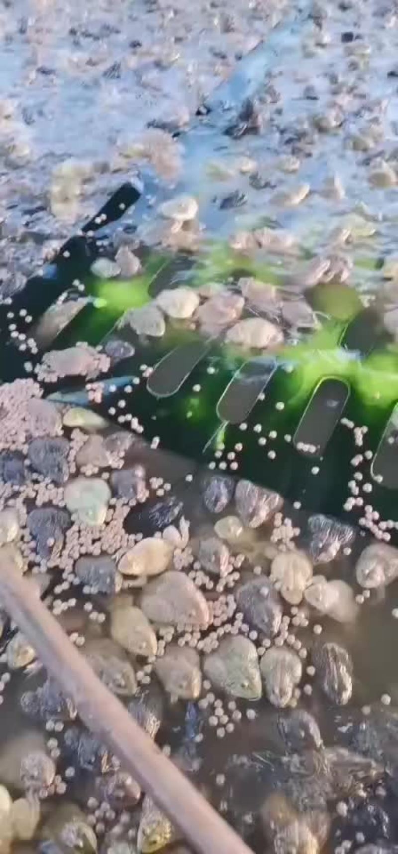 泰蛙