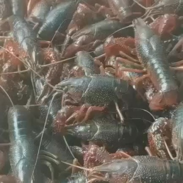 精品超大龙虾