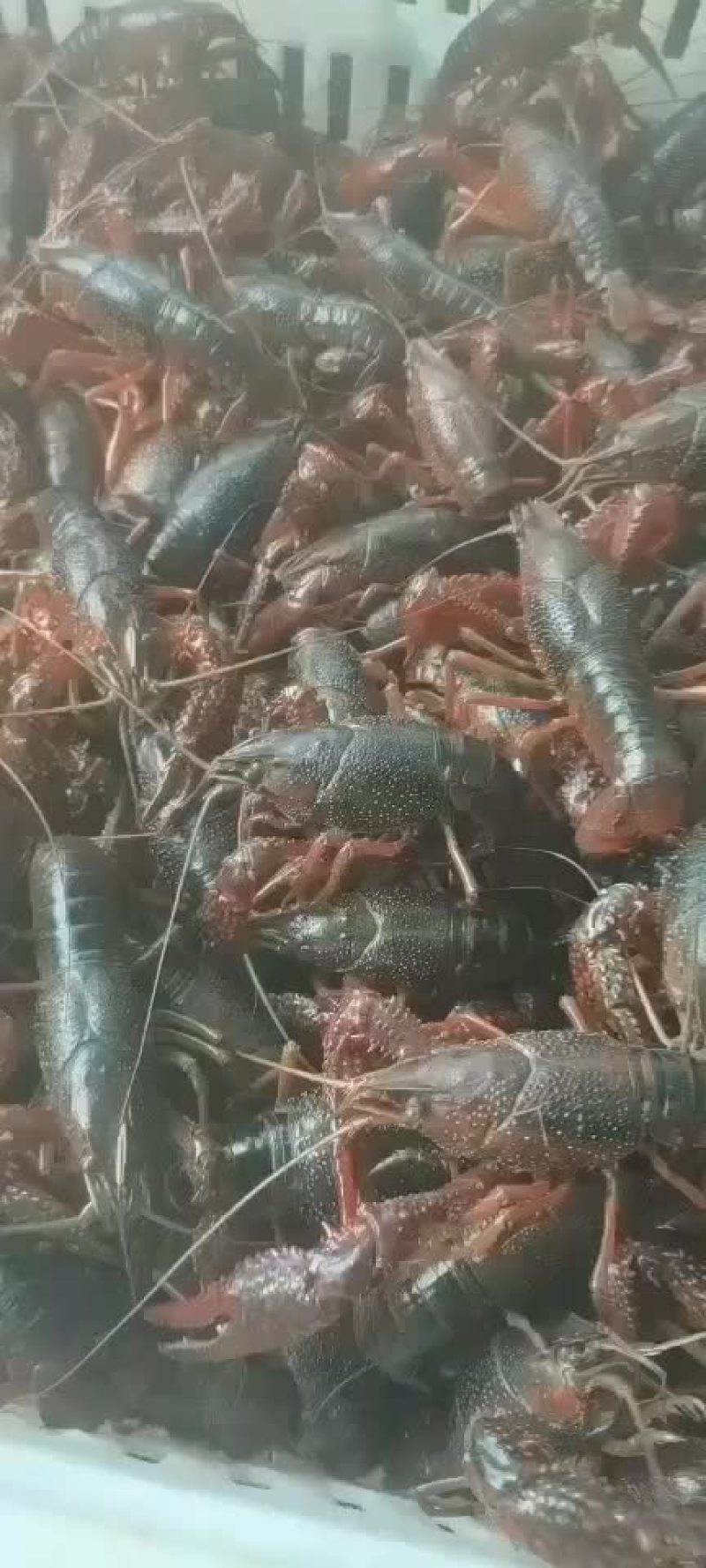 精品超大龙虾