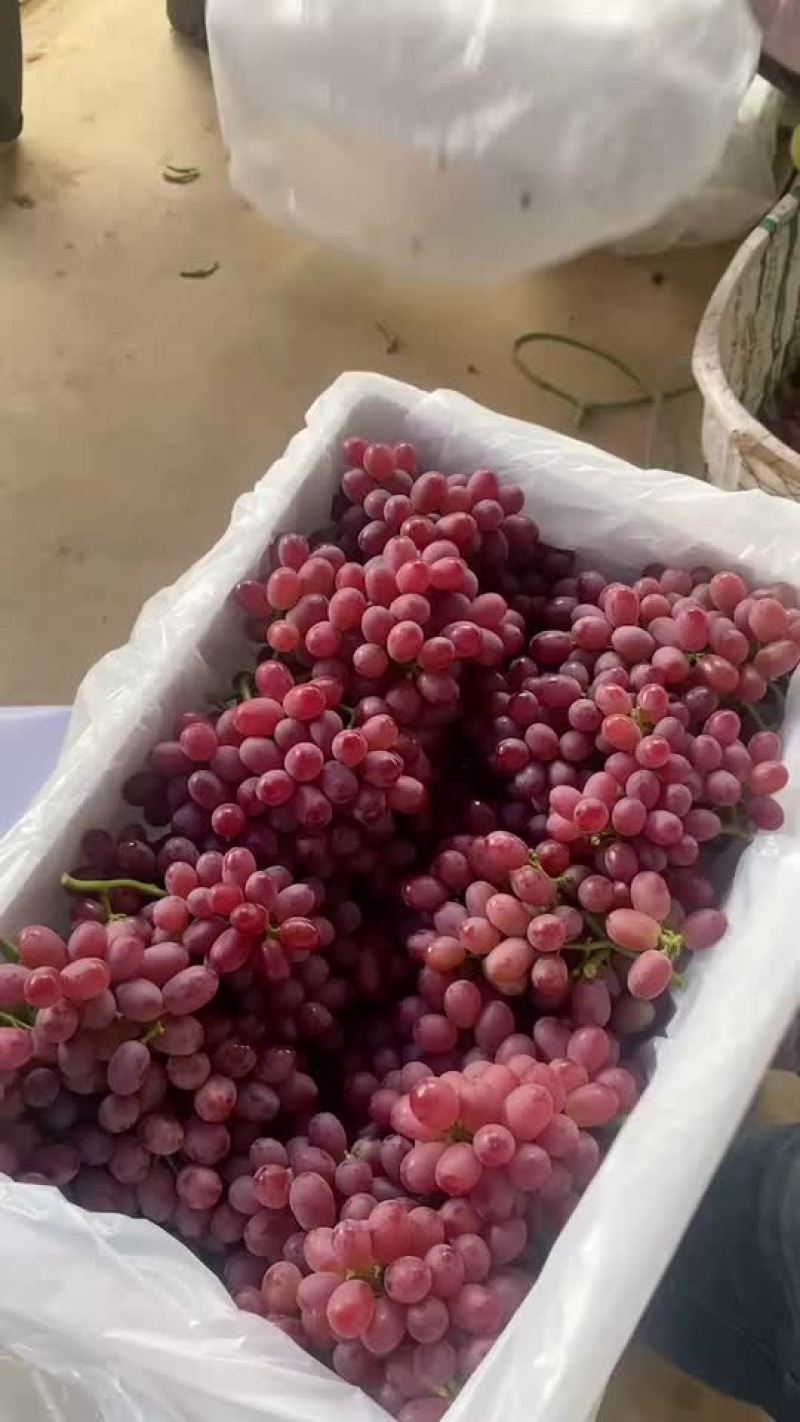 克伦生葡萄