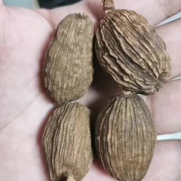 云南盈江草果火烤电烤