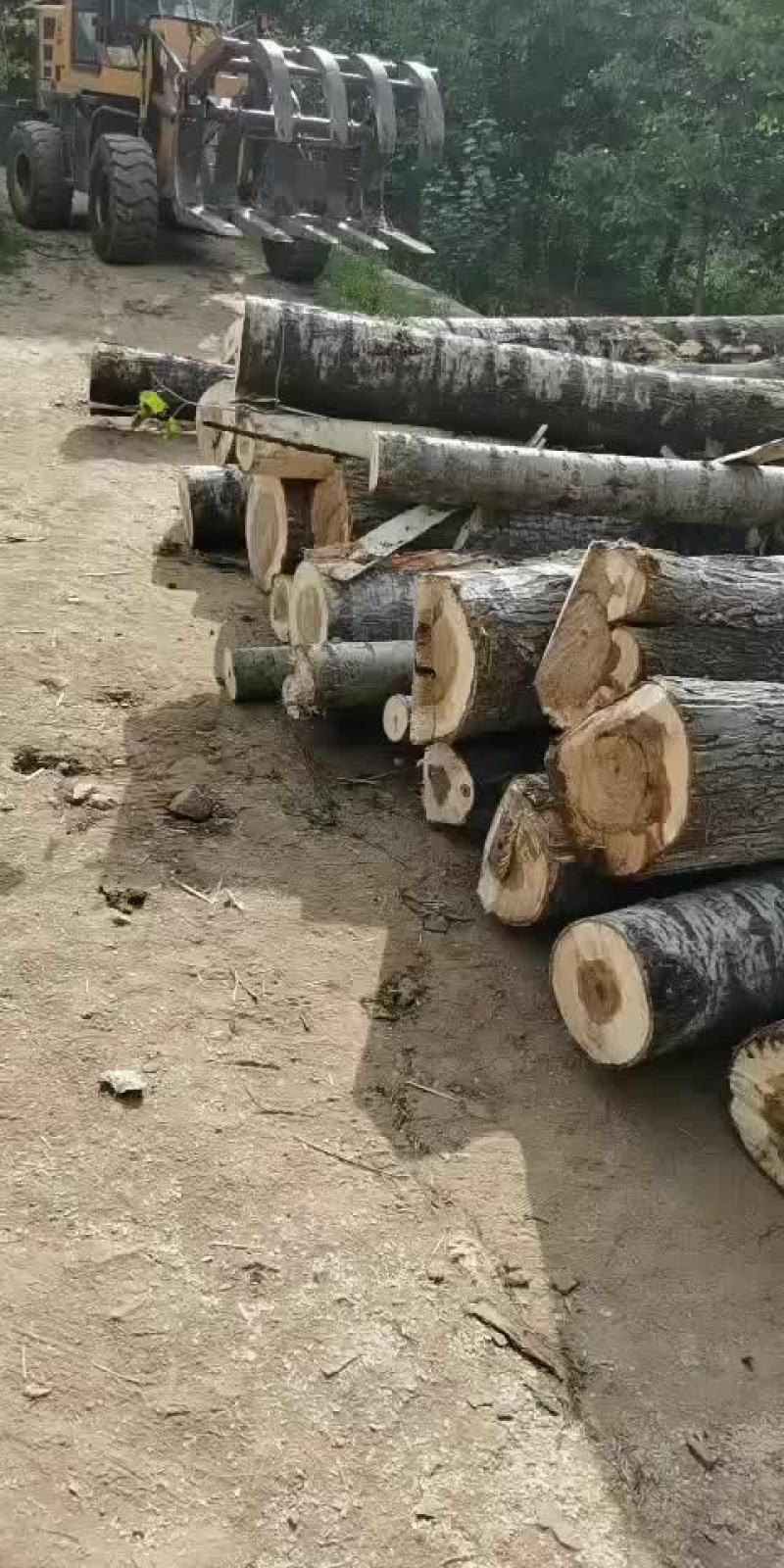 精品杨树原木