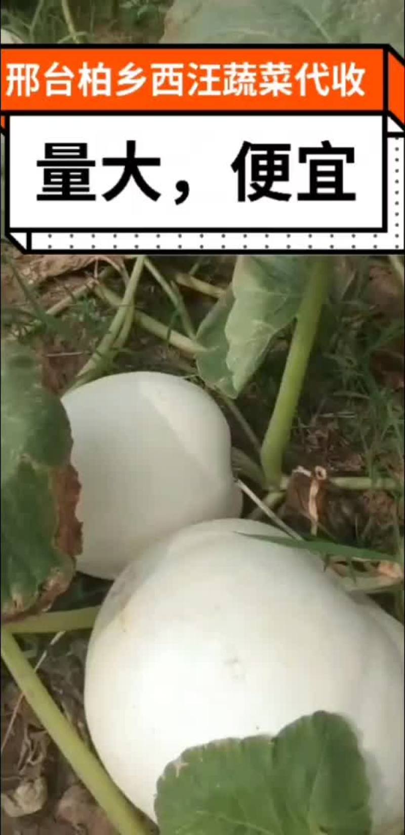 白南瓜包饺子包包子专用