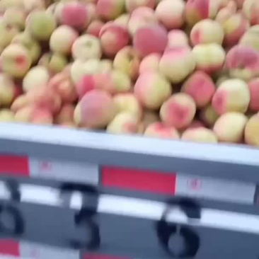 桃