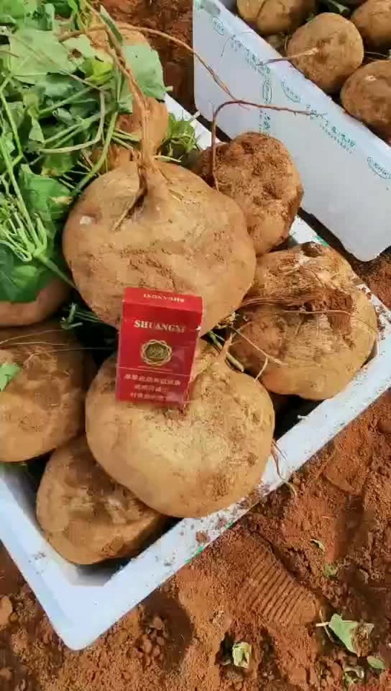 凉薯（又名沙葛）