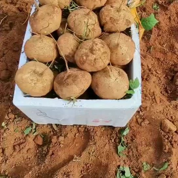 凉薯（又名沙葛）