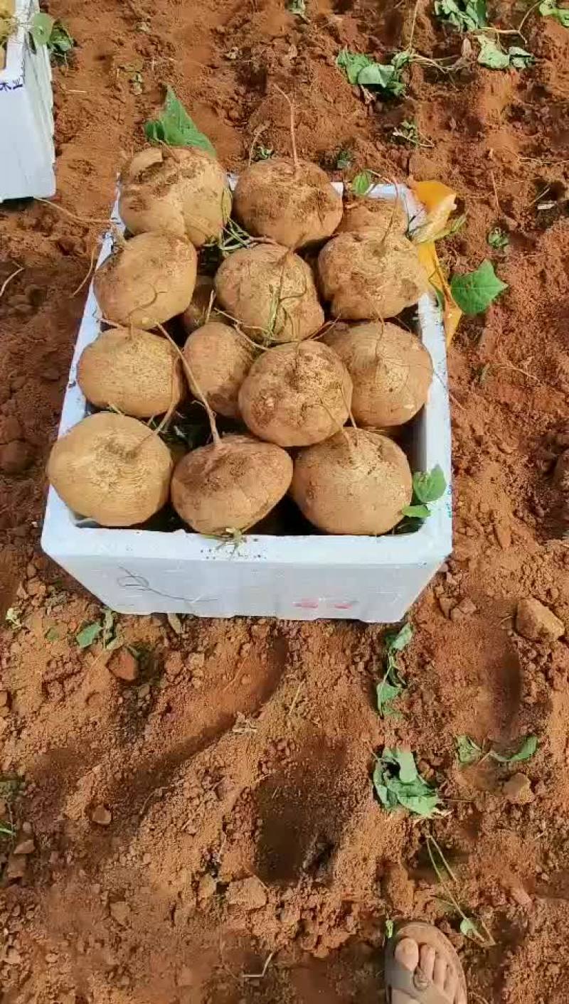 凉薯（又名沙葛）