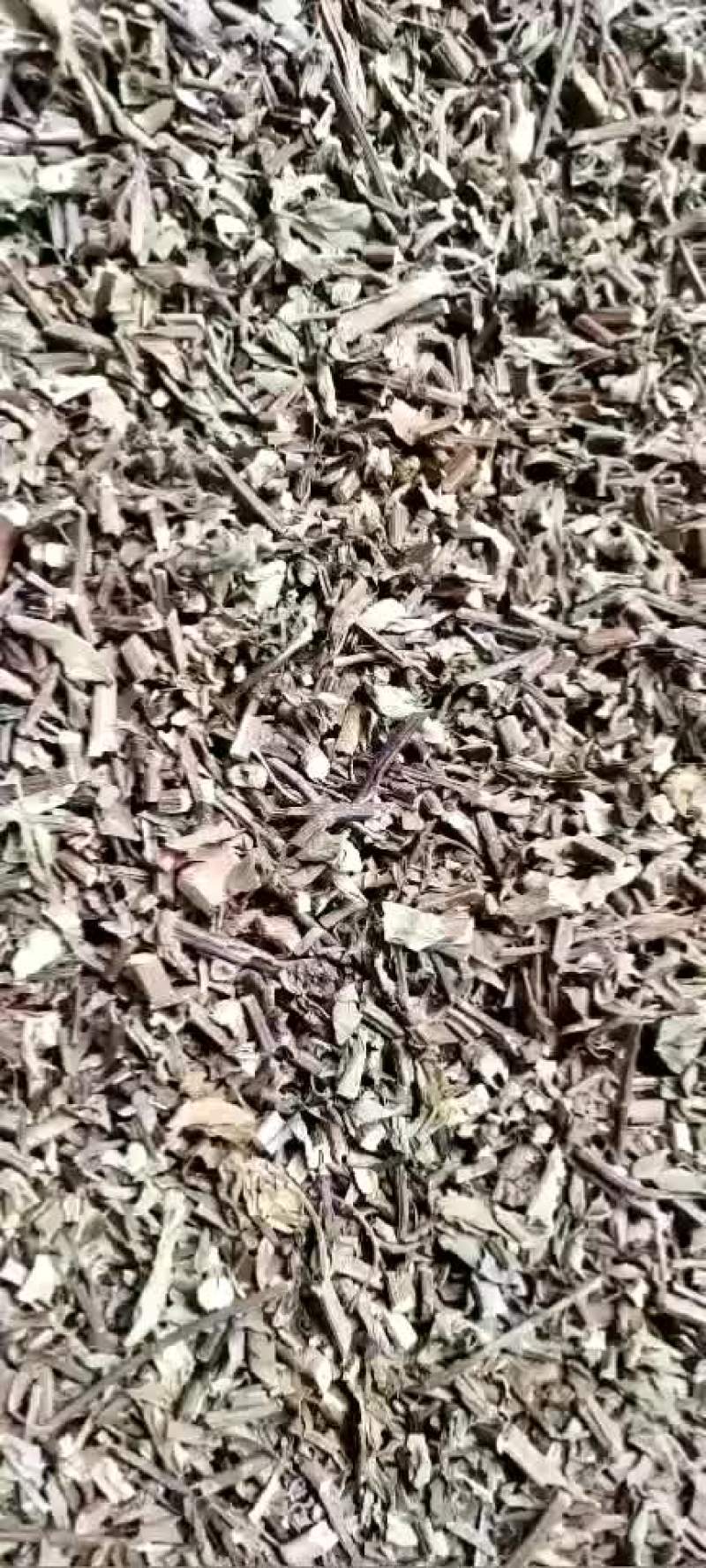 猫须草量大从优干货常年经营中药材
