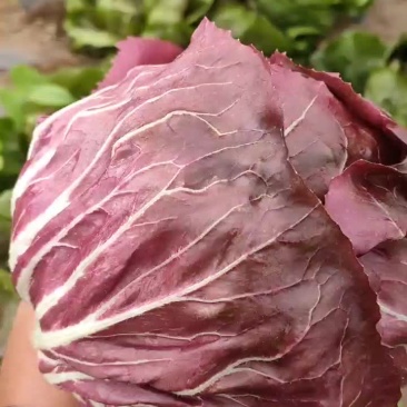 红菊苣，紫菊，落地球。
