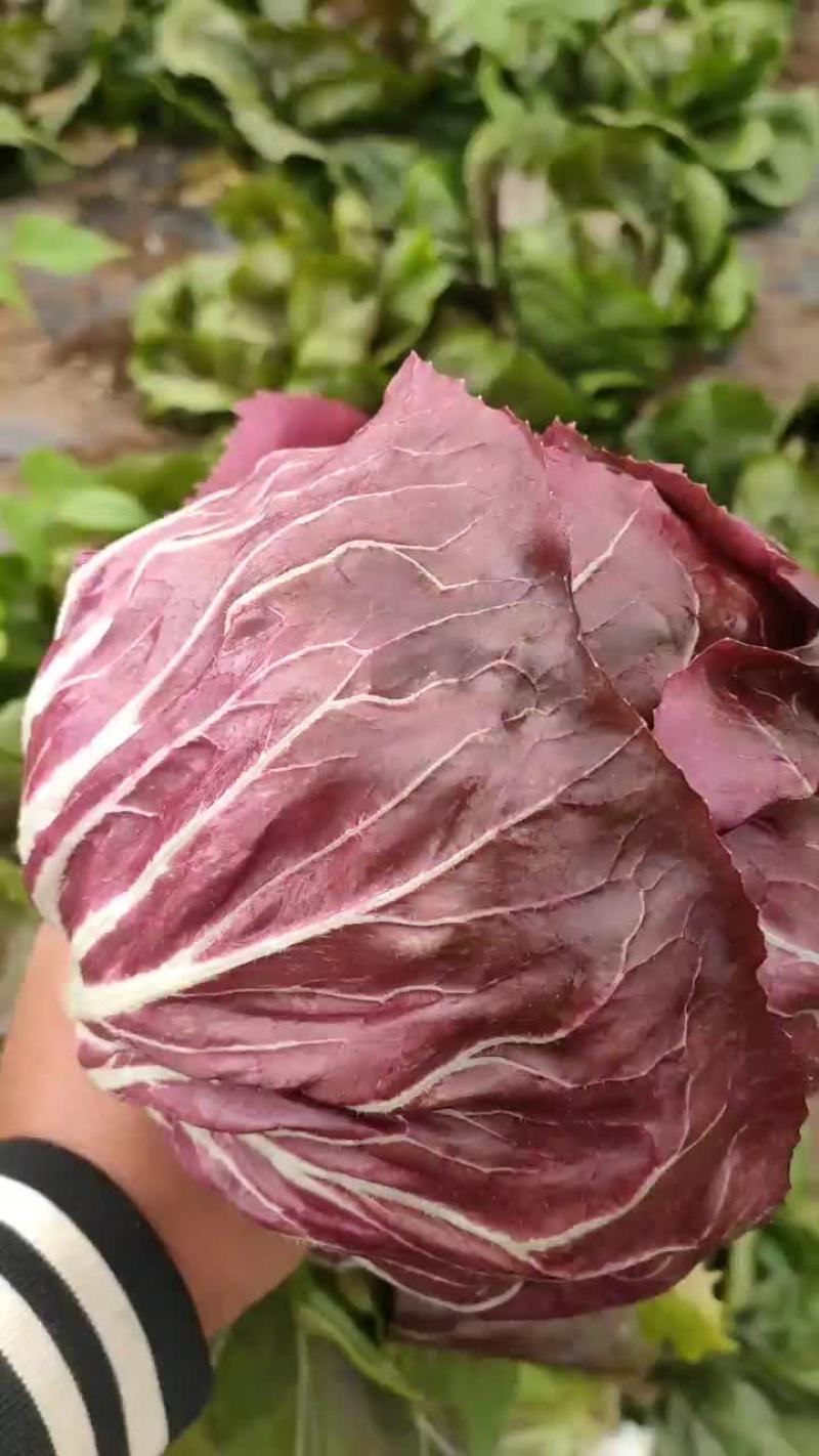 红菊苣，紫菊，落地球。