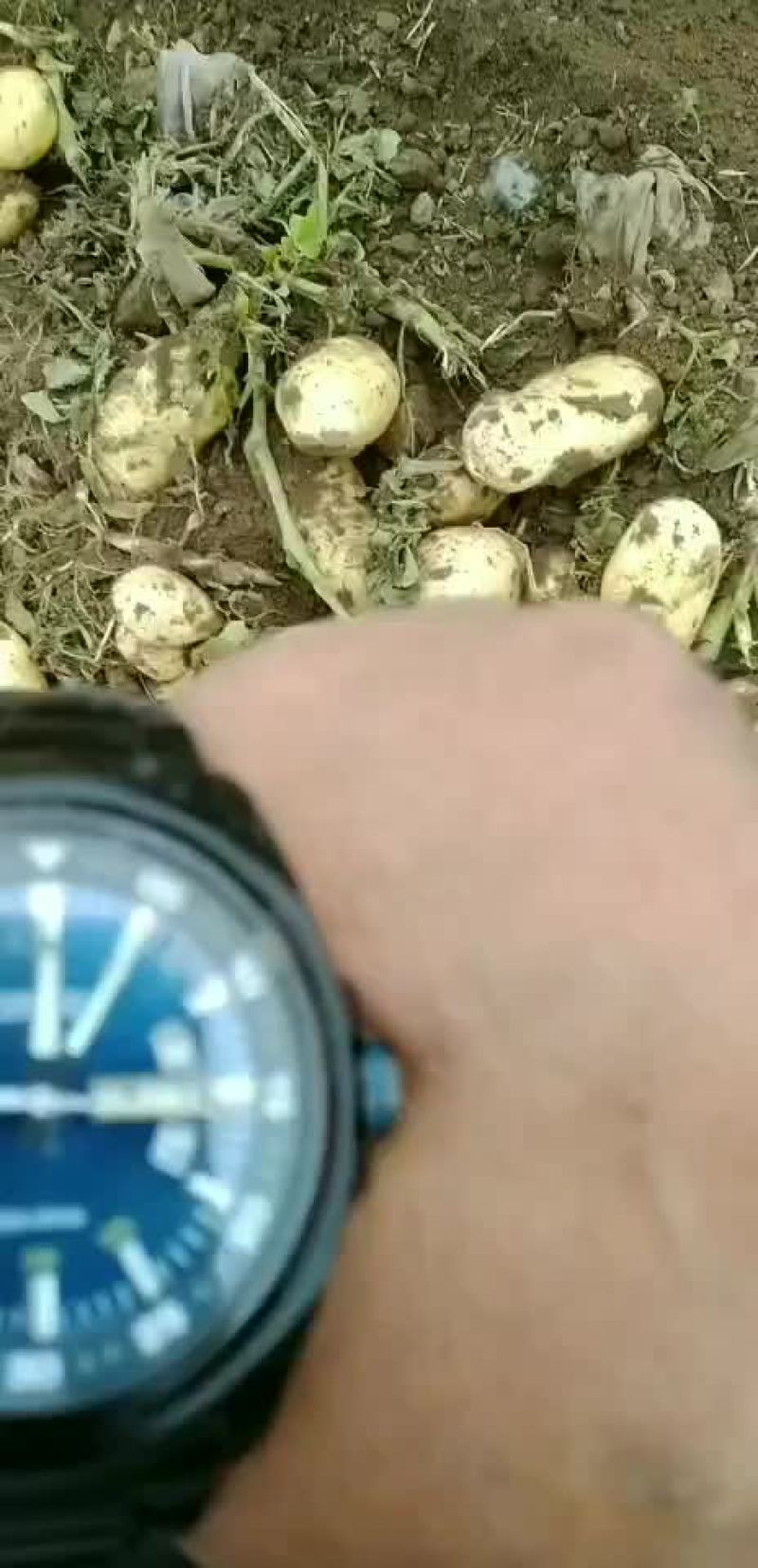辽宁凌海黑土地沃土实验一土豆大量上市中