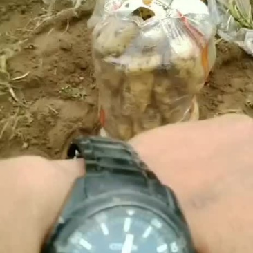 辽宁凌海黑土地沃土实验一土豆大量上市中