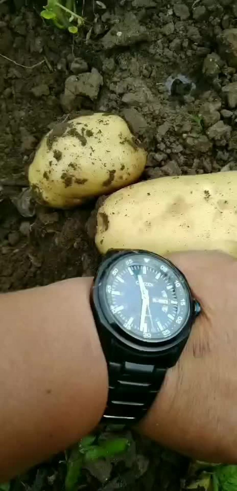 辽宁凌海黑土地沃土实验一土豆大量上市中