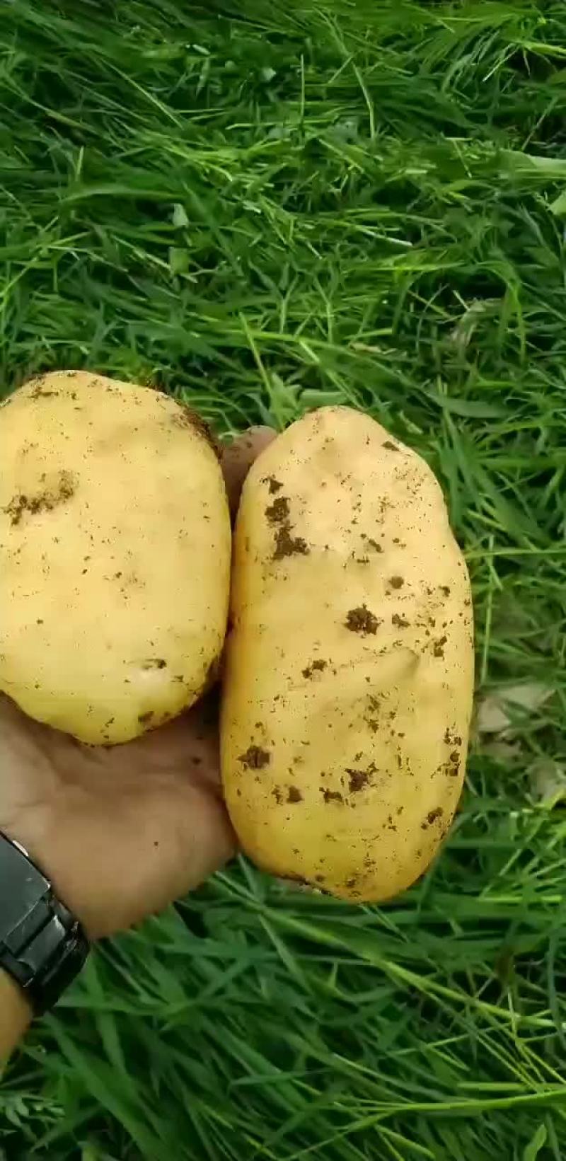 辽宁凌海黑土地沃土实验一土豆大量上市中