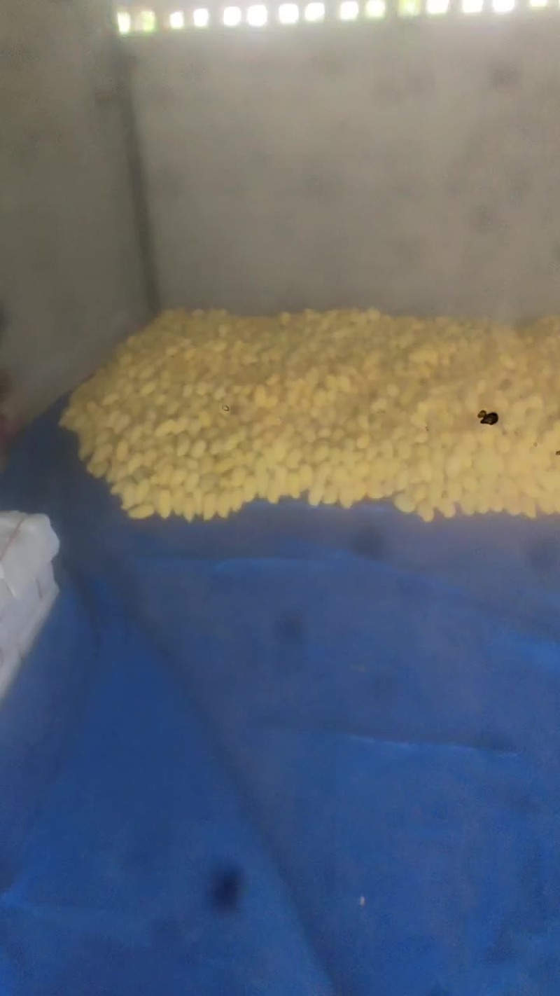 芒果