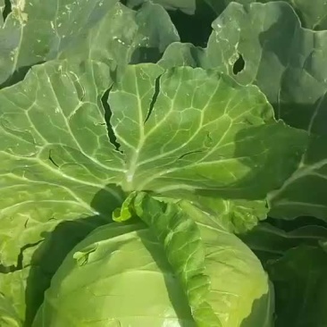 甘蓝