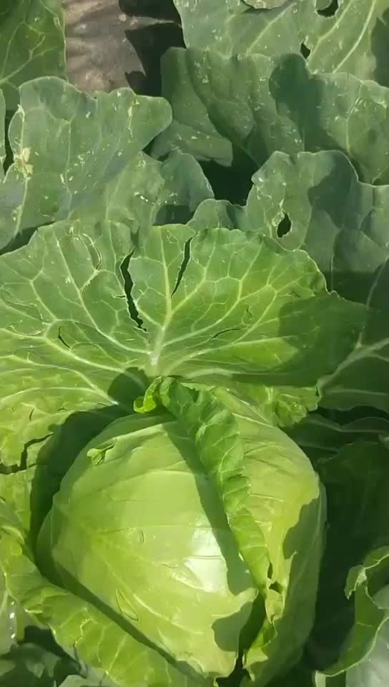 甘蓝
