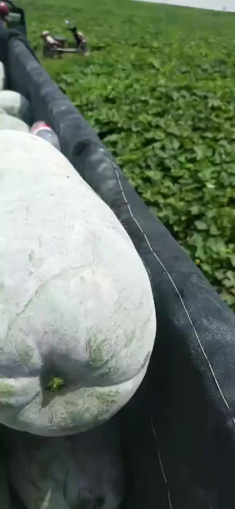 冬瓜