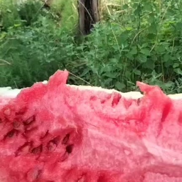 西瓜