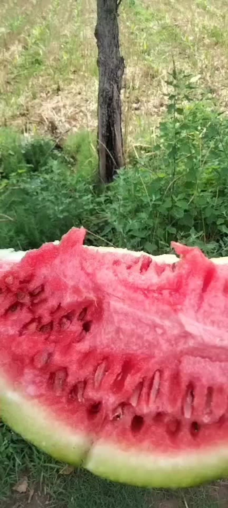 西瓜