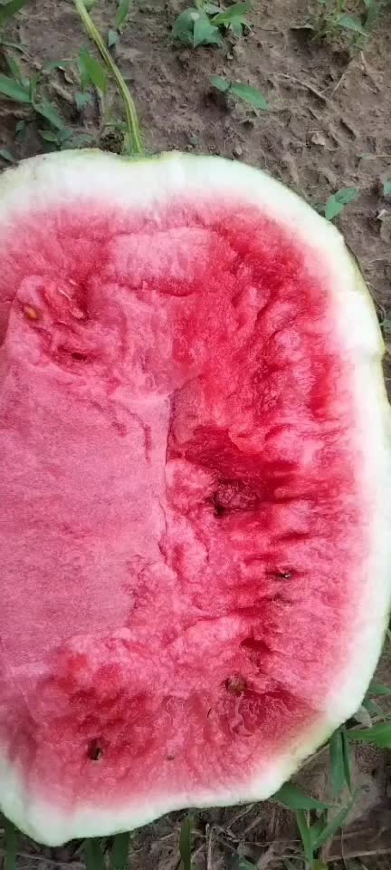 西瓜