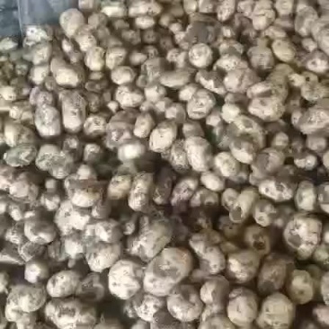 本地土豆大量下来了有用的快点来吧。价格非常美丽