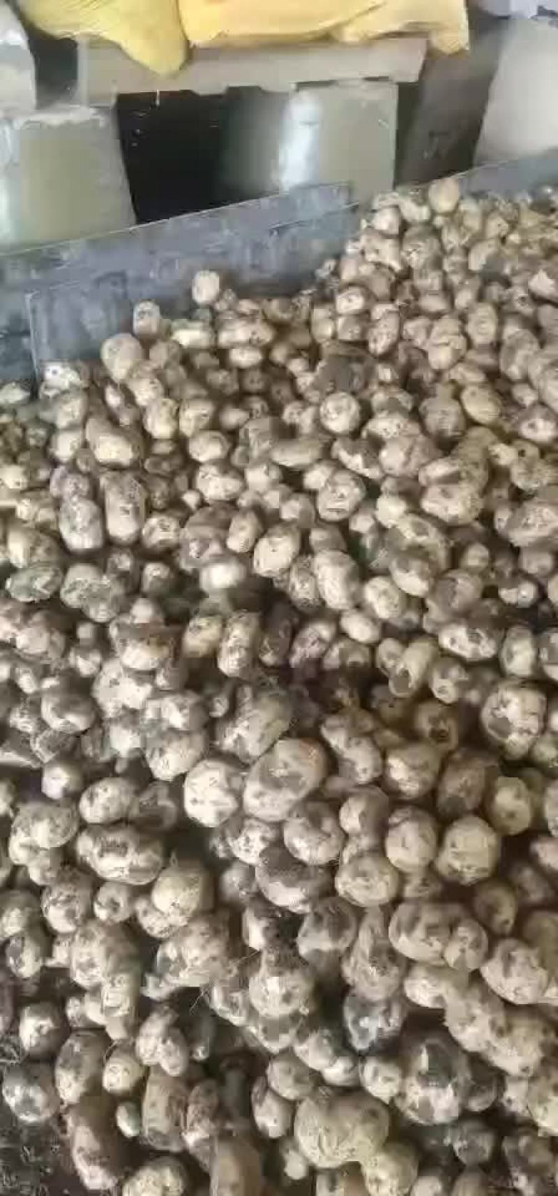 本地土豆大量下来了有用的快点来吧。价格非常美丽