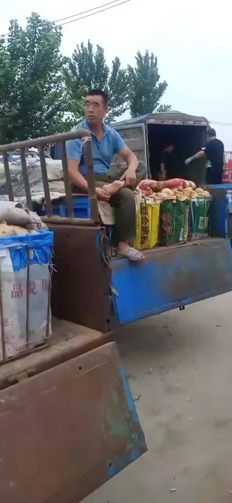 本地土豆大量下来了有用的快点来吧。价格非常美丽