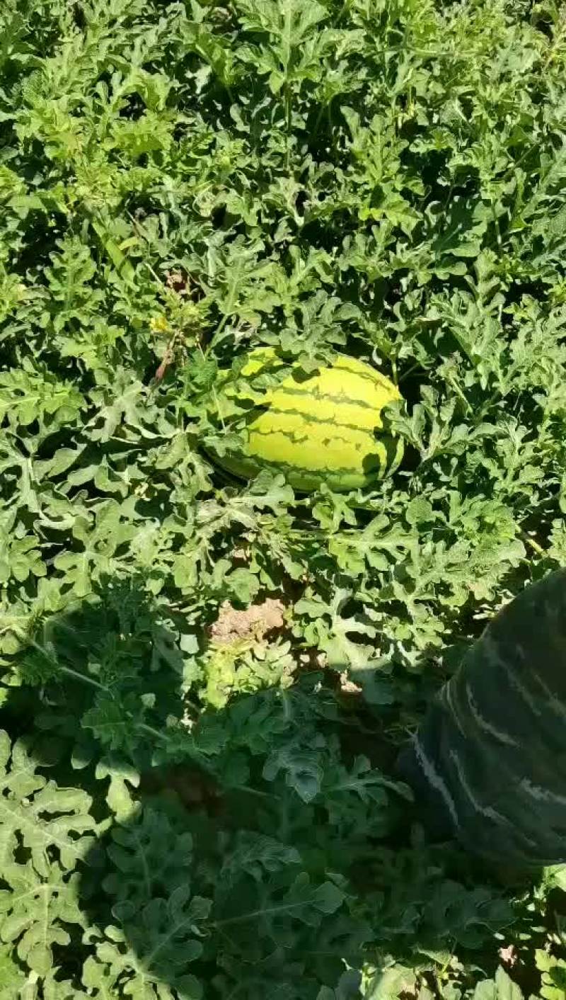 巴盟西瓜陆续开始了