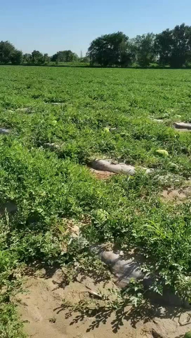 巴盟西瓜陆续开始了