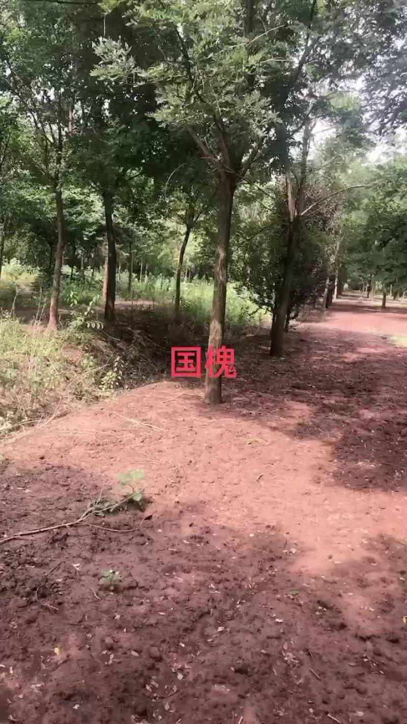 国槐