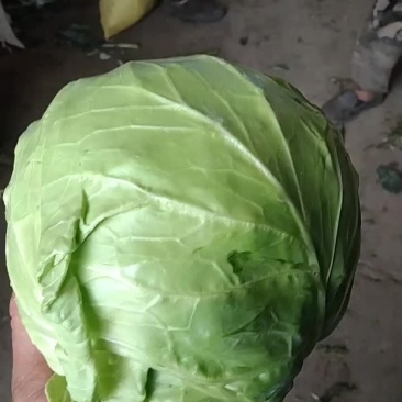 甘兰菜