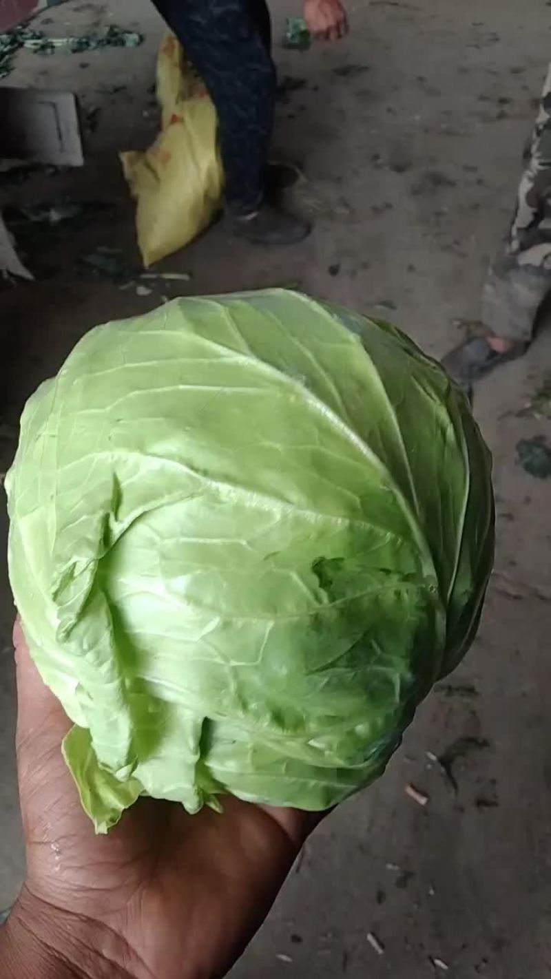 甘兰菜