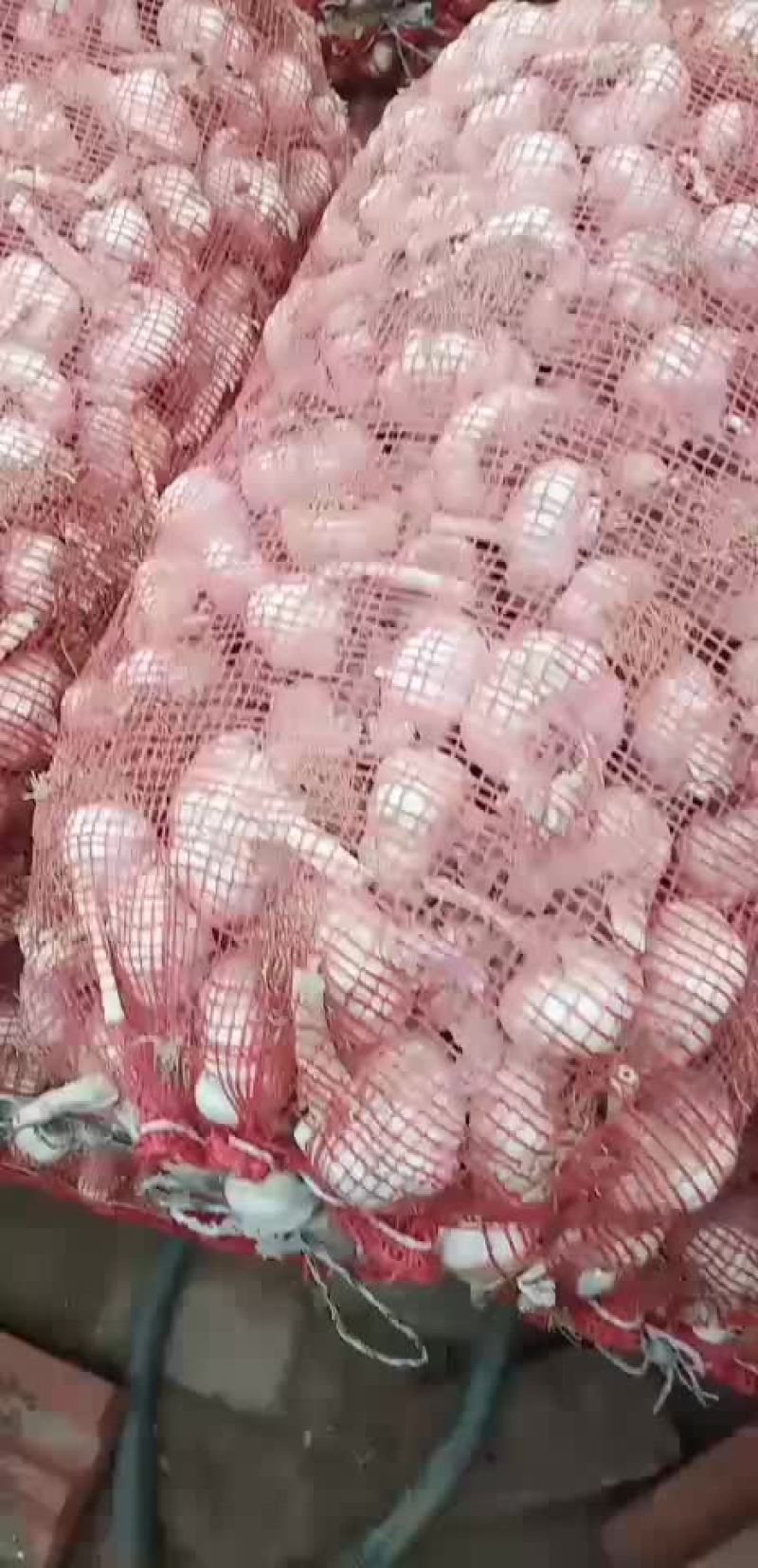 齐河大蒜