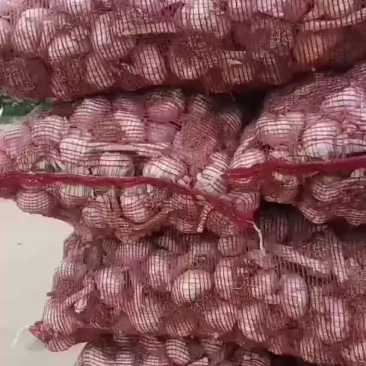 齐河大蒜