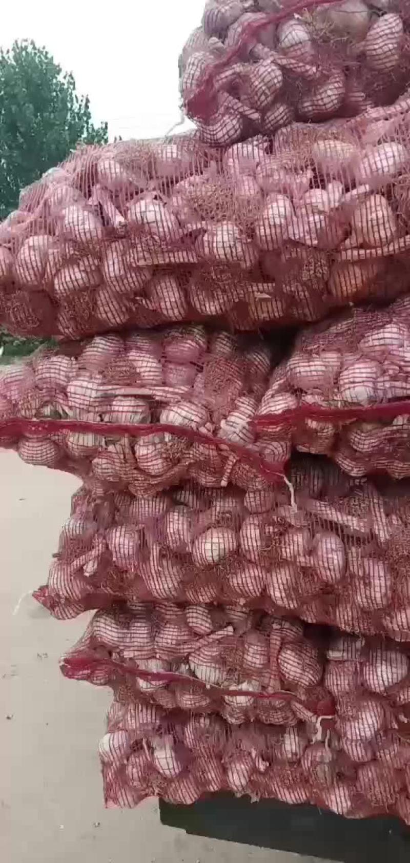 齐河大蒜