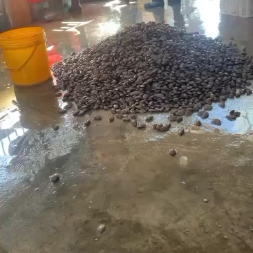 福建漳州云霄花甲油蛤油甲货源一手批发码头价