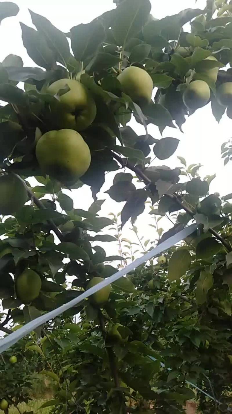 早酥梨上市，需求的客商联系一亩田，确保质量，货源多多。