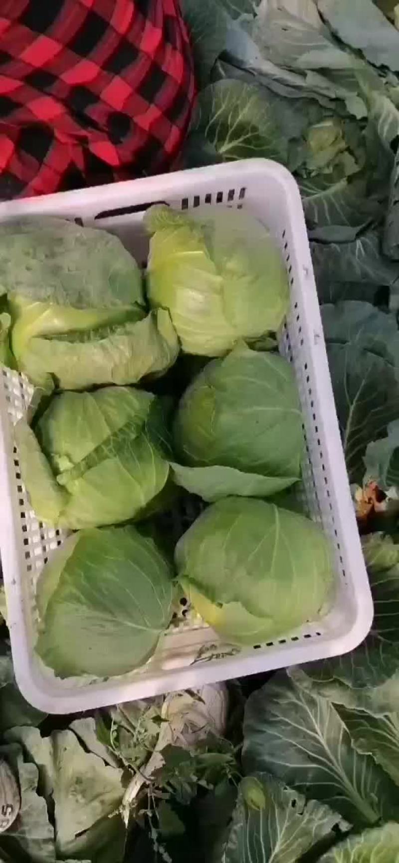 路地甘蓝大量上市