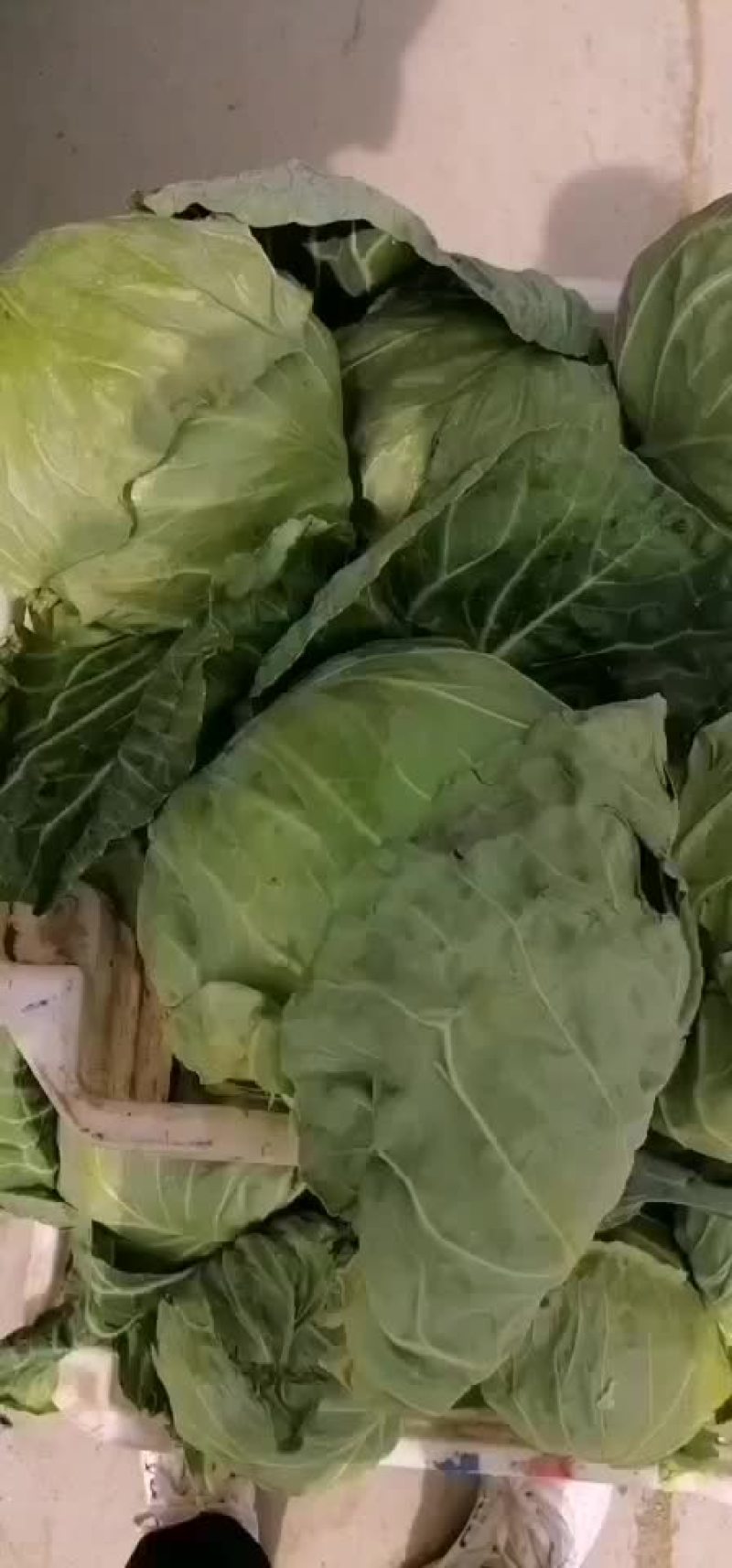 路地甘蓝大量上市