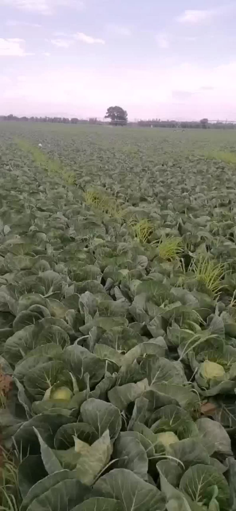 路地甘蓝大量上市