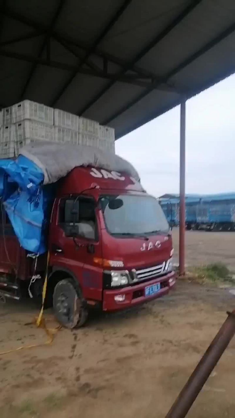 路地甘蓝大量上市