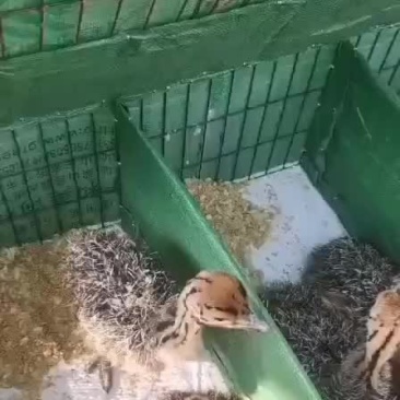 打包发货鸵鸟苗