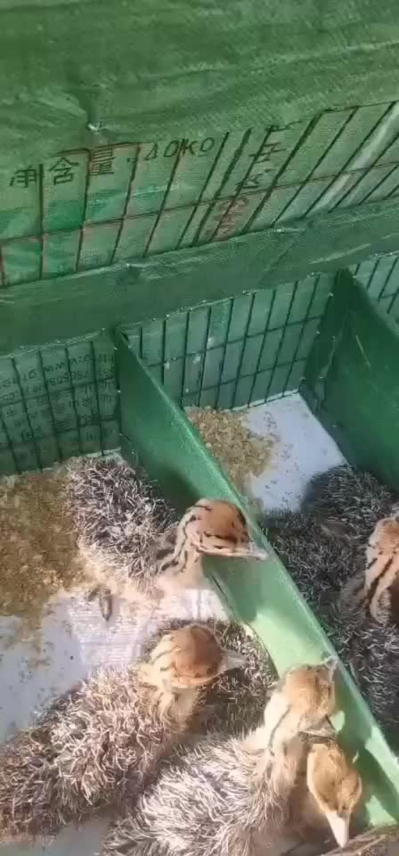 打包发货鸵鸟苗