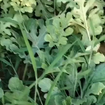 这瓜还行